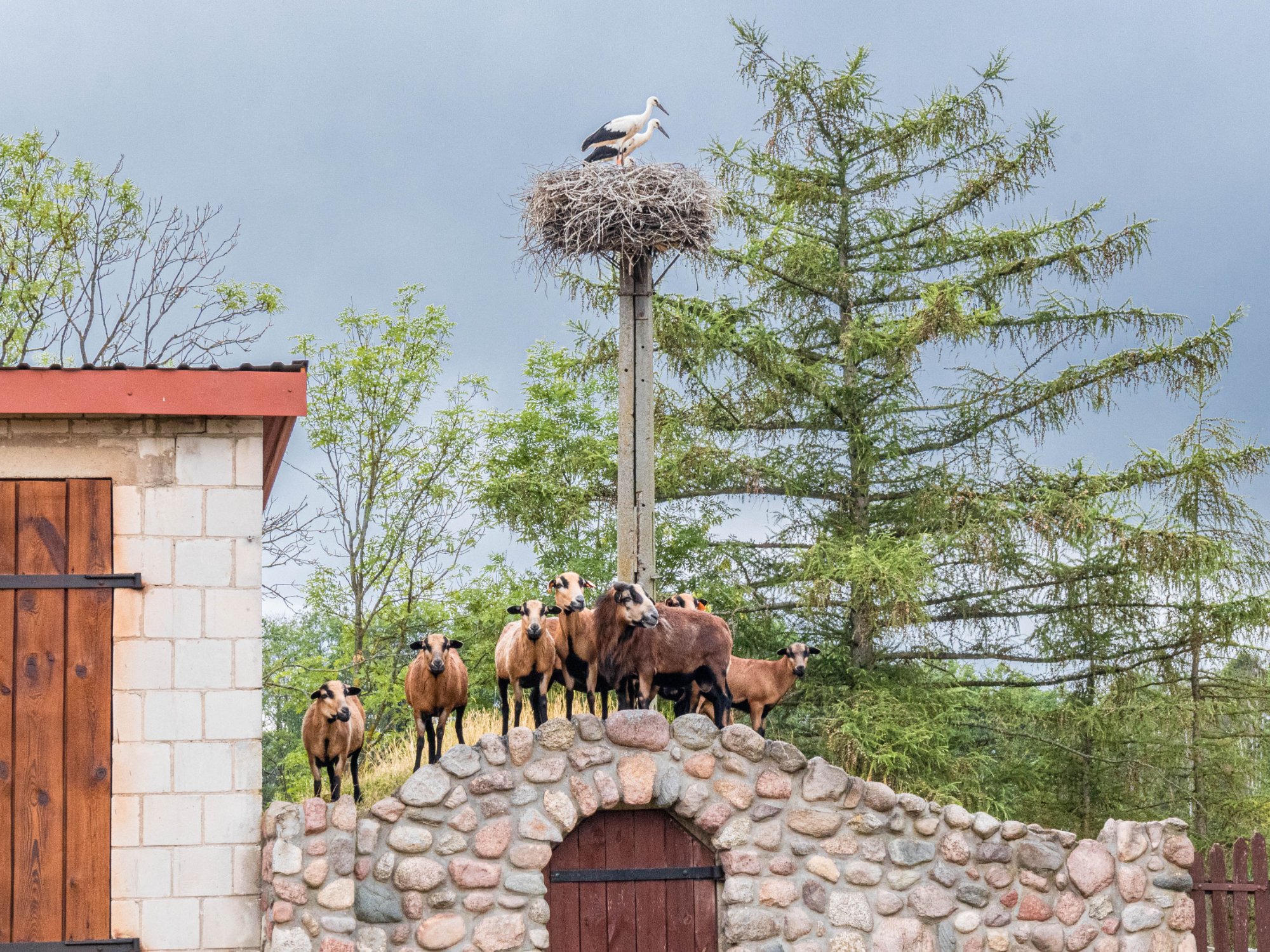 Bociany gniazdujące Oszkinie