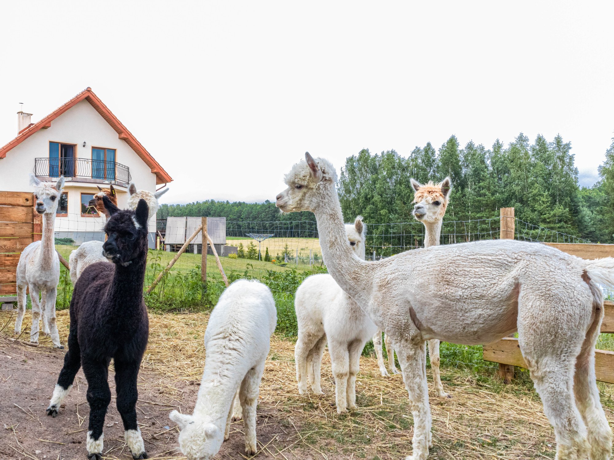 Alpaki na agroturystyce Sejwy Podlasie